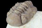 Two Nice Paciphacops Trilobites - Oklahoma #104101-4